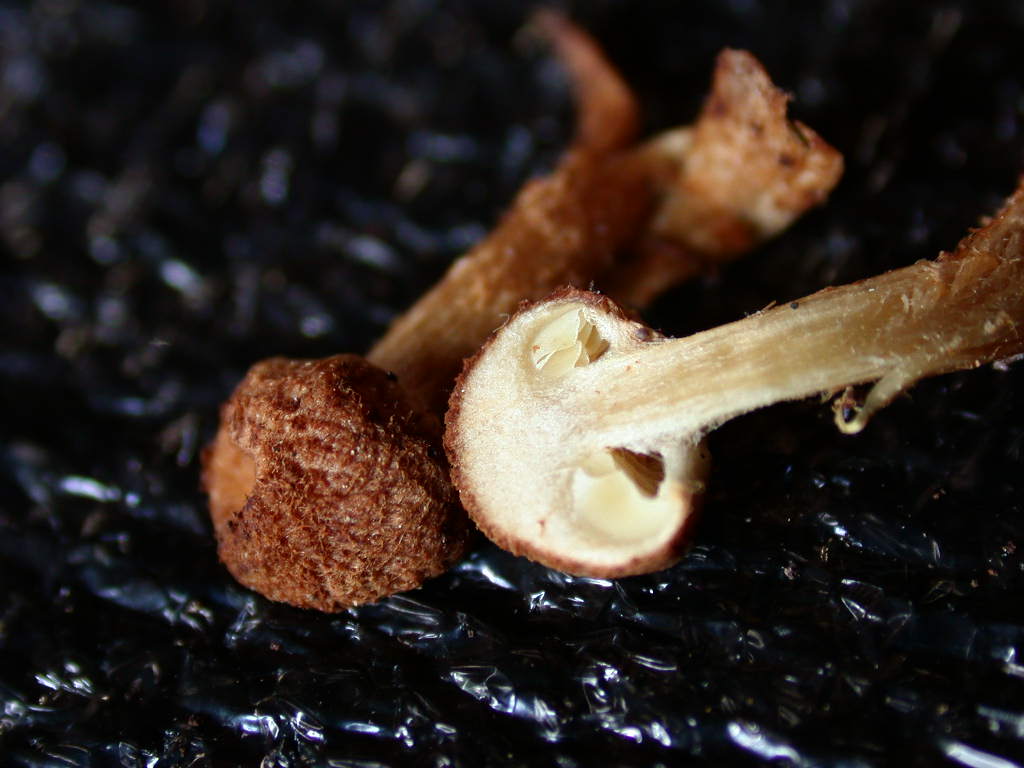 Sotto Alnus glutinosa...(cfr. Inocybe squarrosa)